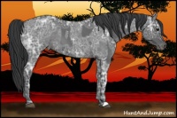 Horse Color:Blue Ice Roan and Blue Ice Roan