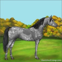 Horse Color:Blue Ice Roan  and Blue Ice Roan 