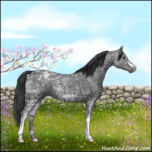 Horse Color:Blue Ice Roan  and Blue Ice Roan 