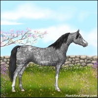 Horse Color:Blue Ice Roan  and Blue Ice Roan 