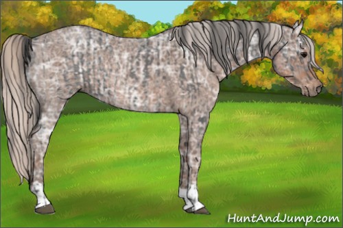 Horse Color:Blue Ice Roan  and Silver Blue Ice Roan 