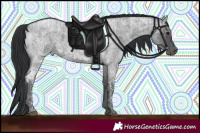 Horse Color:Blue Ice Roan  and Blue Ice Roan 