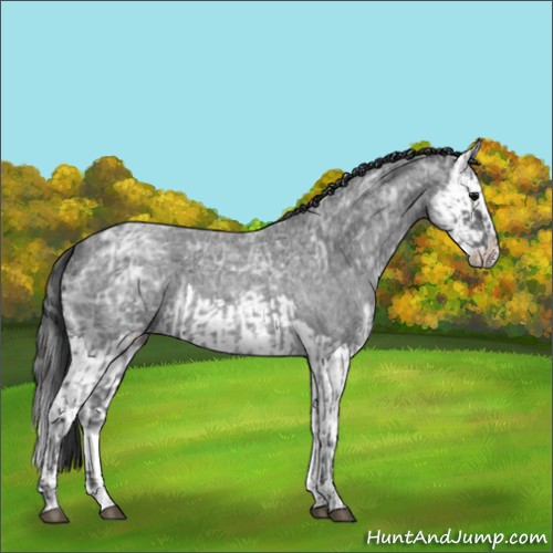 Horse Color:Blue Ice Roan and Blue Ice Roan Splash