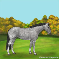 Horse Color:Blue Ice Roan  and Blue Ice Roan 