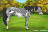 Horse Color:Blue Ice Roan and Blue Ice Roan Frame