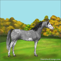 Horse Color:Blue Ice Roan  and Blue Ice Roan Splash 