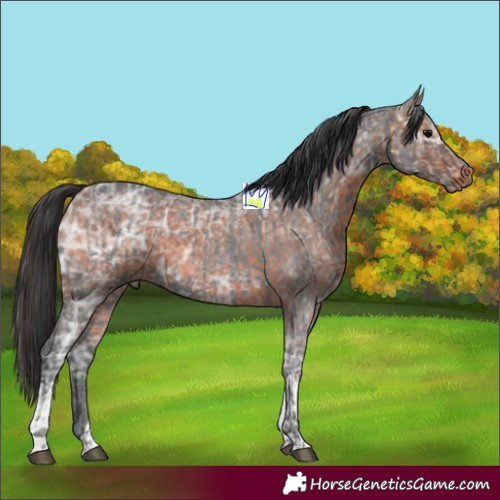 Horse Color:Blue Ice Roan  and Brown Ice Roan 