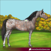 Horse Color:Blue Ice Roan and Brown Ice Roan