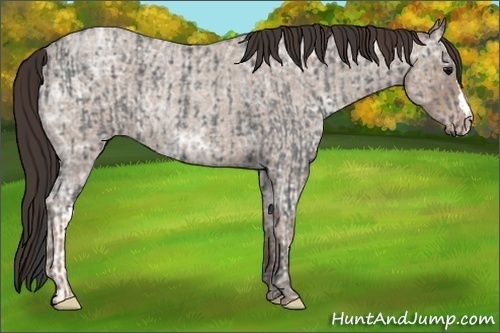 Horse Color:Blue Ice Roan  and Classic Champagne Ice Roan 