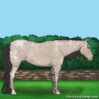 Horse Color:Classic Champagne Ice Roan  and Classic Champagne Ice Roan 