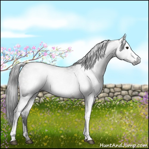 Horse Color:Gray White Spotted Brown