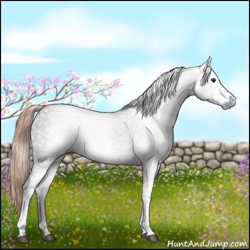 Horse Color:Gray White Spotted Liver Chestnut 