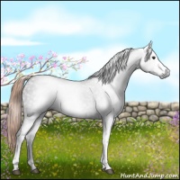 Horse Color:Gray White Spotted Liver Chestnut