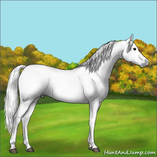 Horse Color:Gray Black 