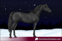 Horse Color:Black 