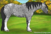 Horse Color:Blue Ice Roan  and Blue Ice Roan 