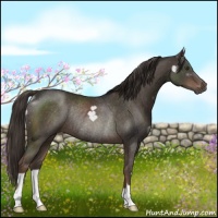 Horse Color:Liver Chestnut Rabicano 