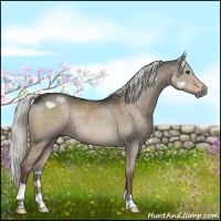 Horse Color:Liver Red Dun 