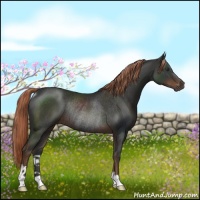 Horse Color:Liver Chestnut Rabicano 