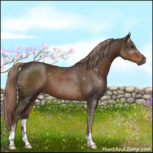 Horse Color:Liver Chestnut Sabino 