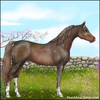Horse Color:Liver Chestnut Sabino 