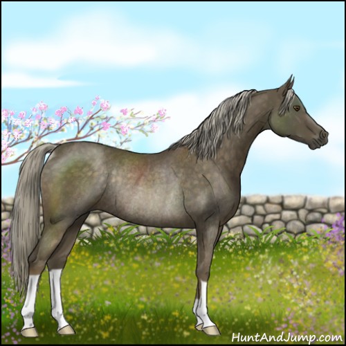 Horse Color:Chocolate Palomino Rabicano 