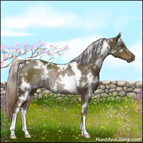 Horse Color:White Spotted Chocolate Palomino Rabicano 