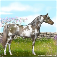 Horse Color:White Spotted Chocolate Palomino Rabicano 