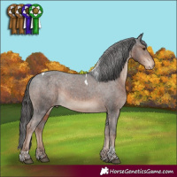 Horse Color:Liver Chestnut Tobiano Appaloosa 