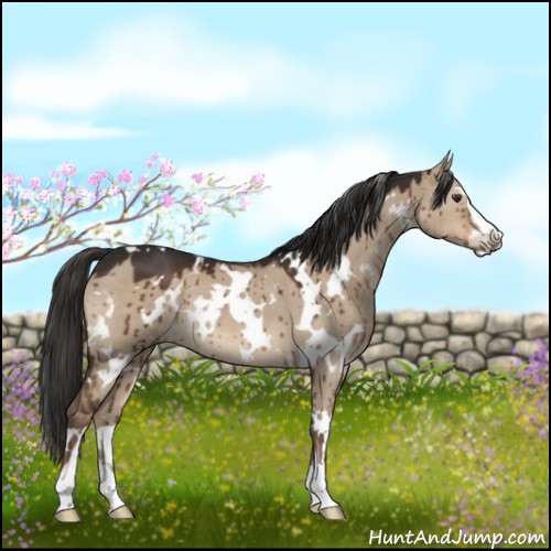 Horse Color:White Spotted Liver Red Dun Sabino 