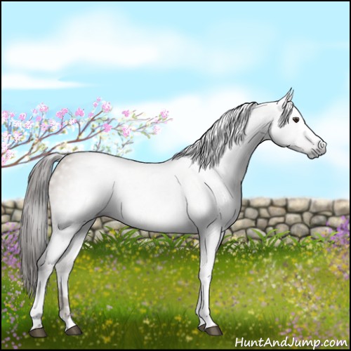 Horse Color:Gray White Spotted Liver Red Dun