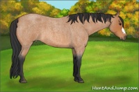 Horse Color:Bay Roan 