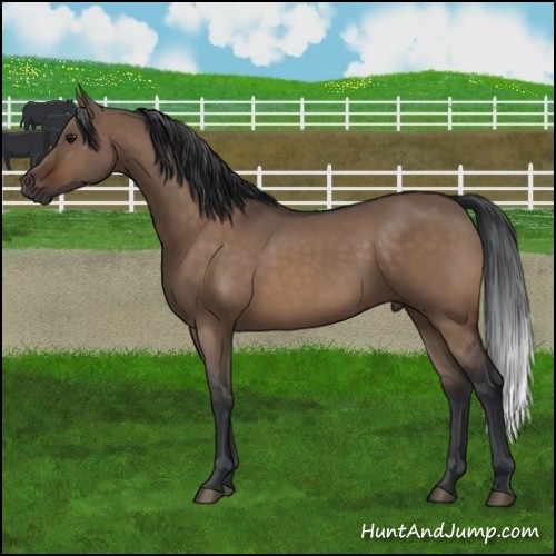 Horse Color:Brown Dun 