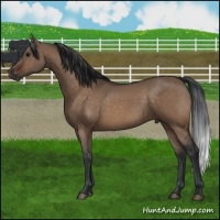 Horse Color:Brown Dun 