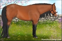 Horse Color:Bay Splash 