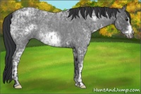 Horse Color:Blue Ice Roan  and Blue Ice Roan Frame 