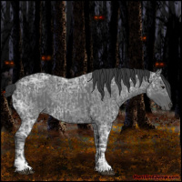 Horse Color:Blue Ice Roan and Blue Ice Roan