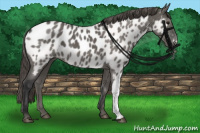 Horse Color:Grullo Near Leopard 