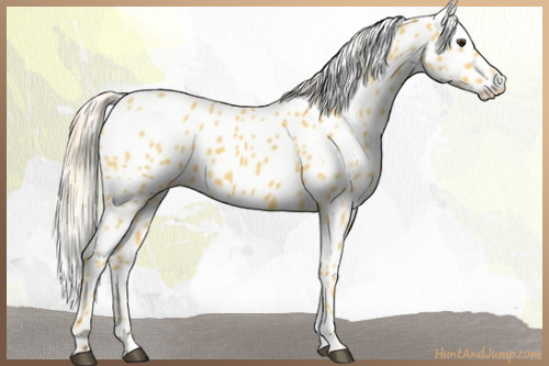 Horse Color:Palomino Appaloosa 