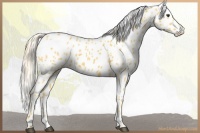 Horse Color:Palomino Appaloosa 