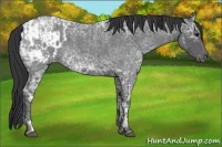 Horse Color:Blue Ice Roan and Blue Ice Roan Appaloosa