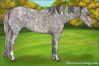 Horse Color:Blue Ice Roan and Silver Blue Ice Roan