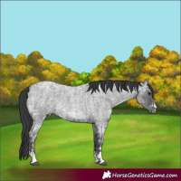 Horse Color:Blue Ice Roan  and Blue Ice Roan Rabicano 