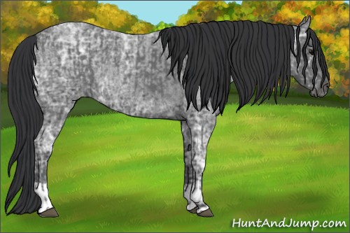 Horse Color:Blue Ice Roan  and Blue Ice Roan 