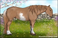 Horse Color:White Spotted Chestnut 