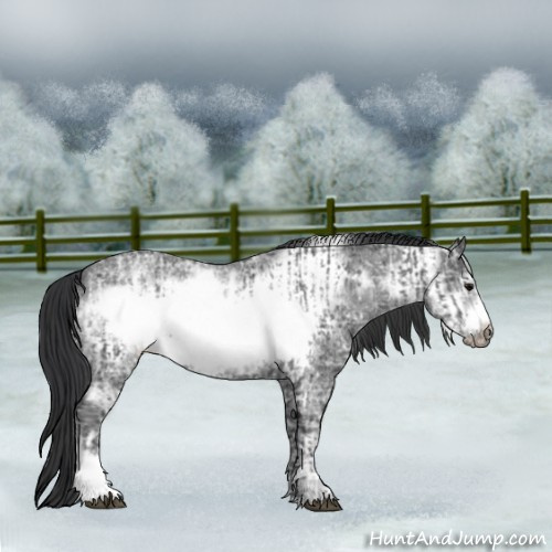Horse Color:Blue Ice Roan Frame and Blue Ice Roan Frame Rabicano