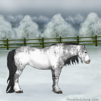 Horse Color:Blue Ice Roan Frame and Blue Ice Roan Frame Rabicano