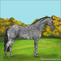 Horse Color:Blue Ice Roan  and Blue Ice Roan Rabicano 
