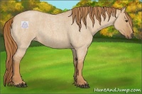 Horse Color:Red Dun Roan 