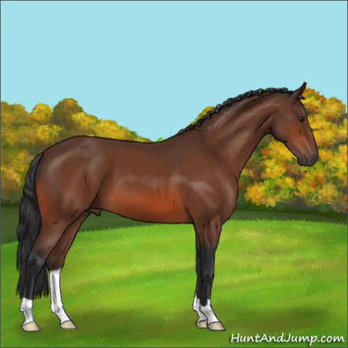 Horse Color:Brown 